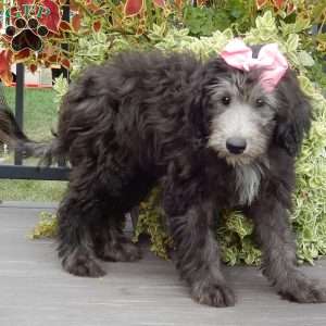 Samantha (medium), Sheepadoodle Puppy